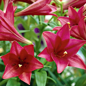 Лилия Миаби